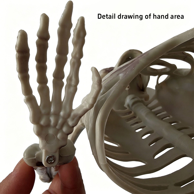 Horror Half Skeleton Skull Orn - Halloween Skeleton Decoration 评论和价格